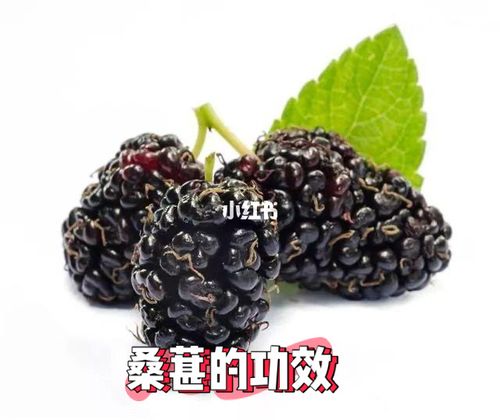 桑椹的功效与作用-桑椹的图片样子