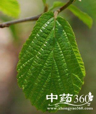 梅叶的功效与作用-梅叶的图片样子