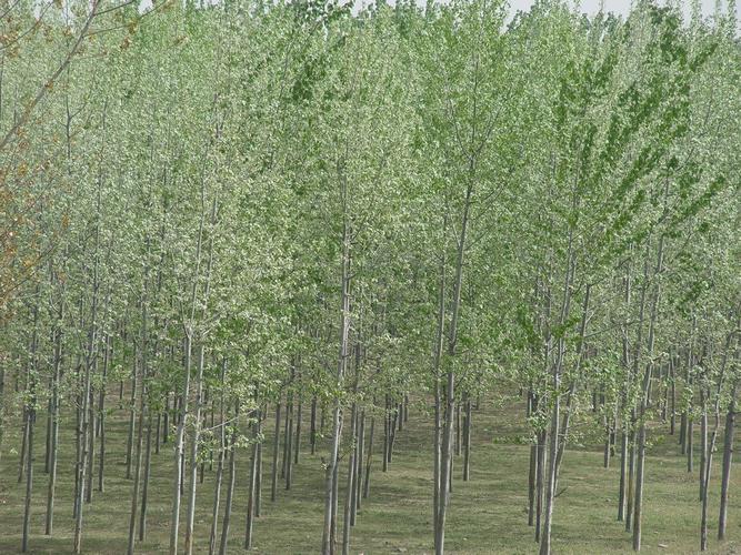 毛白杨的功效与作用-毛白杨的图片样子
