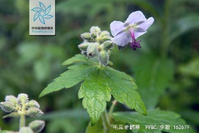 毛蕊老鹳草的功效与作用-毛蕊老鹳草的图片样子