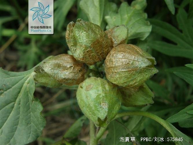 泡囊草的功效与作用-泡囊草的图片样子