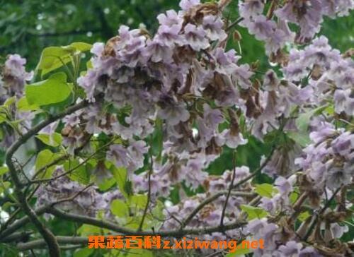 泡桐果的功效与作用-泡桐果的图片样子