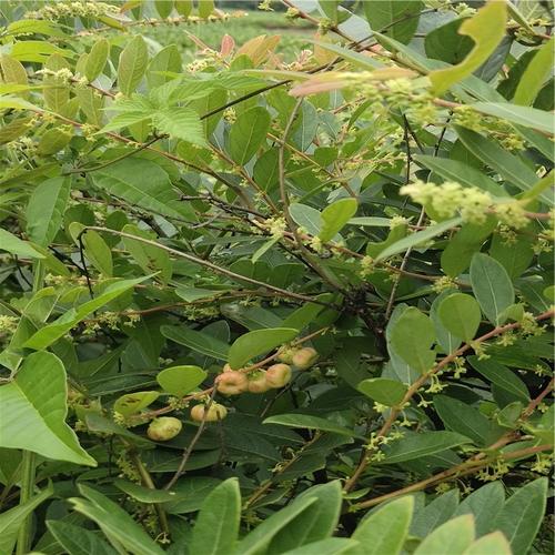 漆子的功效与作用-漆子的图片样子
