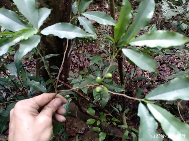 牛奶树的功效与作用-牛奶树的图片样子