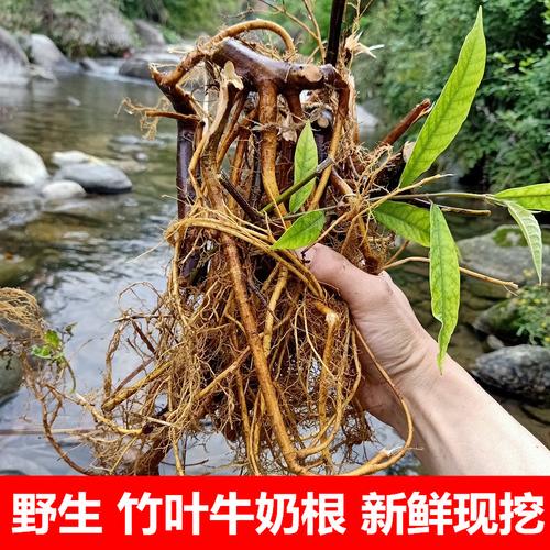 牛奶浆根的功效与作用-牛奶浆根的图片样子