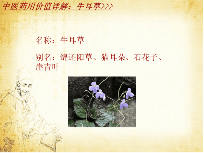 牛耳草的功效与作用-牛耳草的图片样子