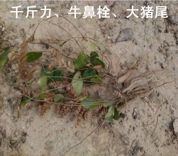 牛鼻的功效与作用-牛鼻的图片样子
