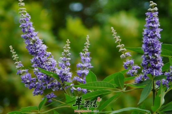 牡荆沥的功效与作用-牡荆沥的图片样子