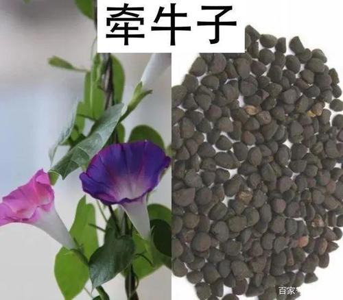 牵牛子的功效与作用-牵牛子的图片样子