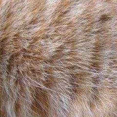 猫皮毛的功效与作用-猫皮毛的图片样子
