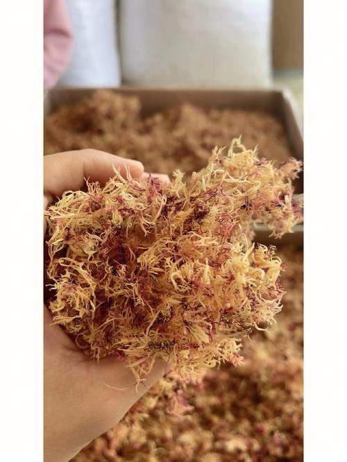 石花菜的功效与作用-石花菜的图片样子