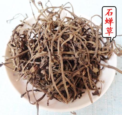 石蝉草的功效与作用-石蝉草的图片样子