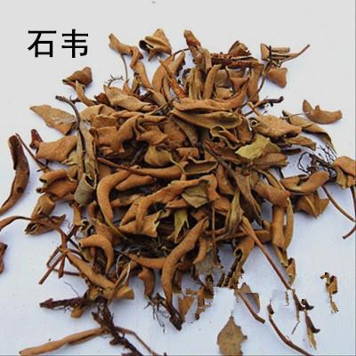 石韦毛的功效与作用-石韦毛的图片样子
