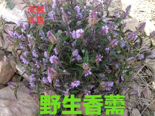 石香赛的功效与作用-石香赛的图片样子