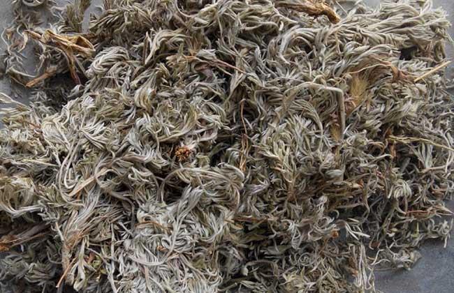 祁州一枝蒿的功效与作用-祁州一枝蒿的图片样子