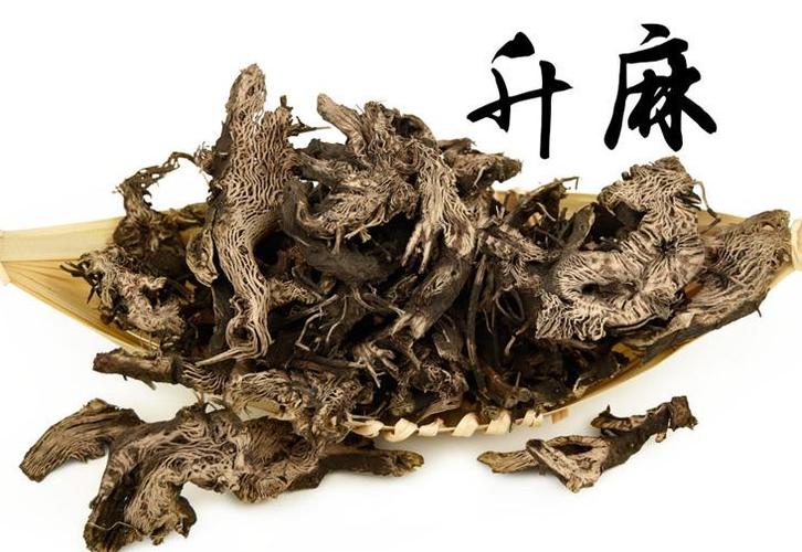 绿豆升麻的功效与作用-绿豆升麻的图片样子