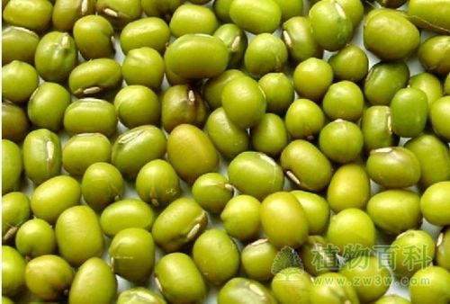 绿豆叶的功效与作用-绿豆叶的图片样子