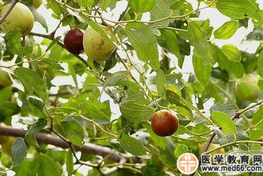 缅枣的功效与作用-缅枣的图片样子