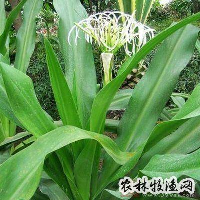 罗裙带根的功效与作用-罗裙带根的图片样子