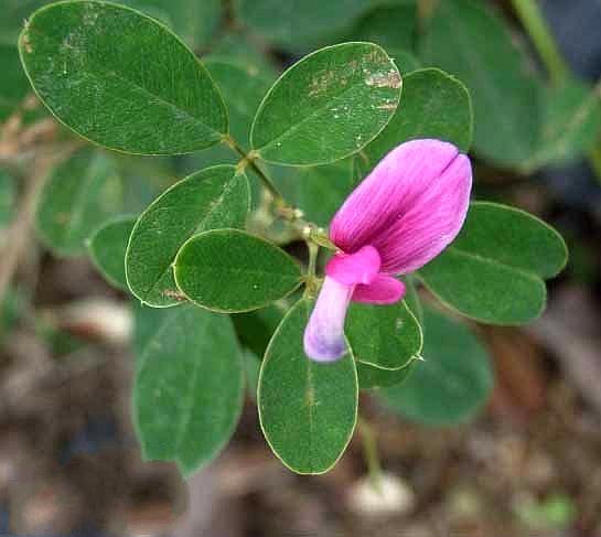 美丽胡枝子根的功效与作用-美丽胡枝子根的图片样子