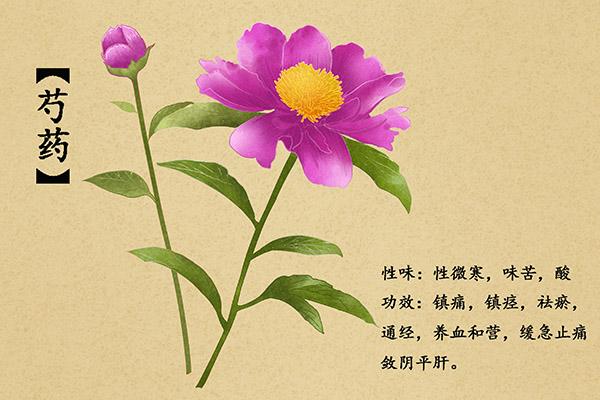 芍药的功效与作用-芍药的图片样子