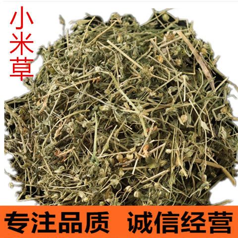 芒小米草的功效与作用-芒小米草的图片样子