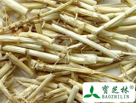 芒根的功效与作用-芒根的图片样子