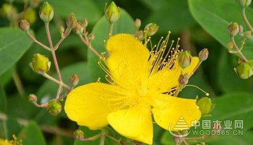 芒种花的功效与作用-芒种花的图片样子