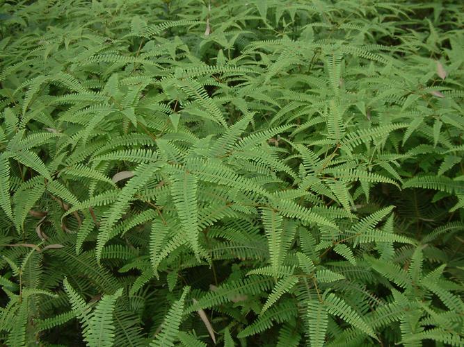芒萁骨根的功效与作用-芒萁骨根的图片样子