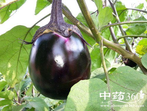 茄叶的功效与作用-茄叶的图片样子