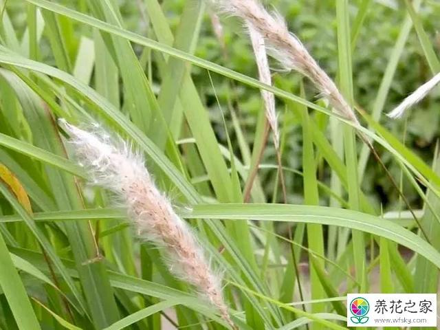 茅草箭的功效与作用-茅草箭的图片样子