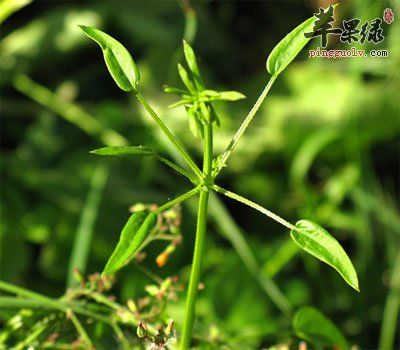 茜草的功效与作用-茜草的图片样子
