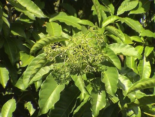 萝芙木茎叶的功效与作用-萝芙木茎叶的图片样子