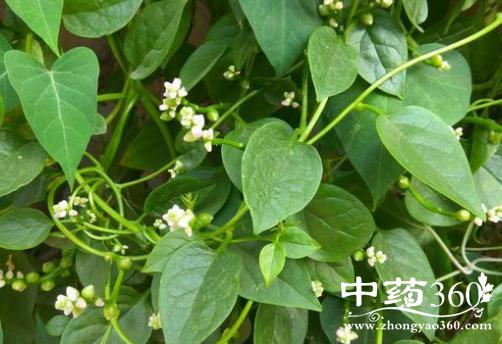落葵的功效与作用-落葵的图片样子
