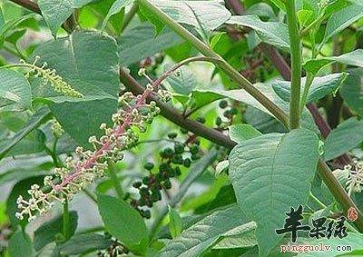 蒙古山萝卜的功效与作用-蒙古山萝卜的图片样子