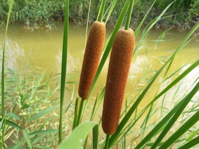 蒲棒的功效与作用-蒲棒的图片样子