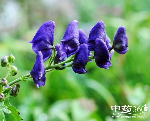 蔓乌头的功效与作用-蔓乌头的图片样子