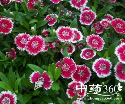 虱草花的功效与作用-虱草花的图片样子