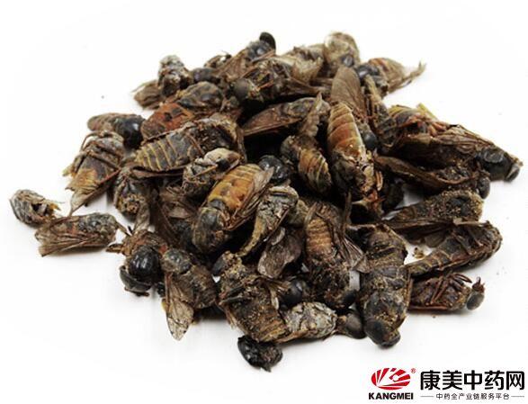 虻虫的功效与作用-虻虫的图片样子