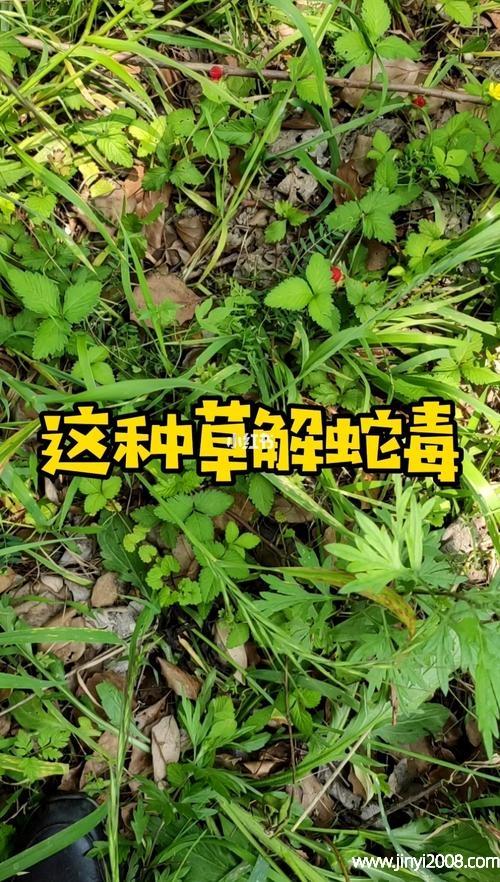 蛇婆的功效与作用-蛇婆的图片样子