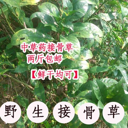 蛇接骨的功效与作用-蛇接骨的图片样子