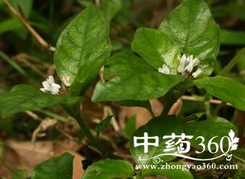 蛇根草的功效与作用-蛇根草的图片样子