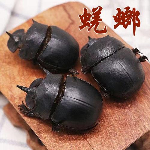 蜣螂的功效与作用-蜣螂的图片样子