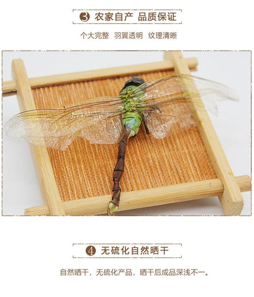 蜻蜓的功效与作用-蜻蜓的图片样子