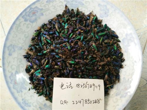 青娘子的功效与作用-青娘子的图片样子