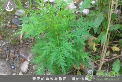 青蒿露的功效与作用-青蒿露的图片样子