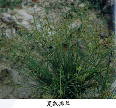 飘拂草的功效与作用-飘拂草的图片样子
