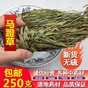 马蹬草的功效与作用-马蹬草的图片样子