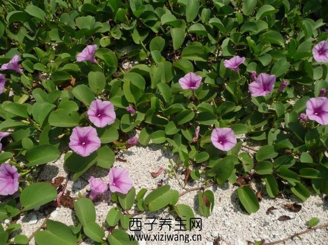 马鞍藤根的功效与作用-马鞍藤根的图片样子