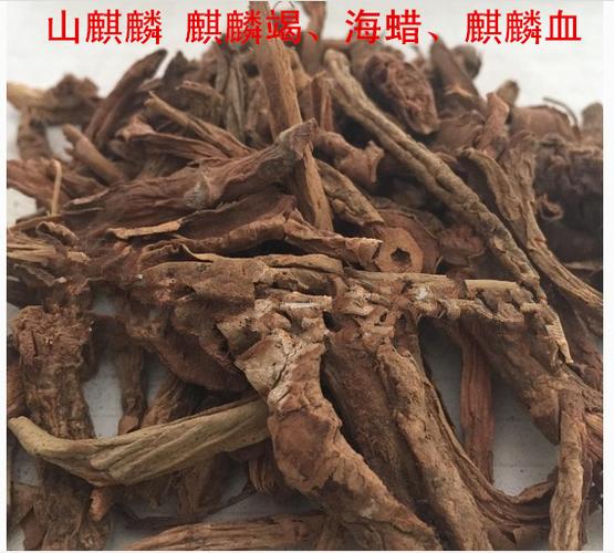 麒麟尾的功效与作用-麒麟尾的图片样子